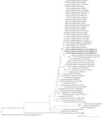 Attēlu rezultāti vaicājumam “Elmerina caryae”