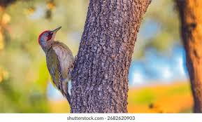 Attēlu rezultāti vaicājumam “Picus viridis”