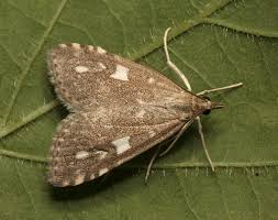 Attēlu rezultāti vaicājumam “Udea olivalis”