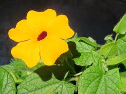 Image result for Thunbergia alata
