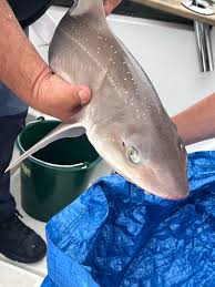 Image result for Mustelus asterias