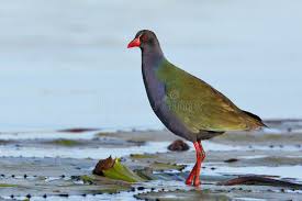 Image result for Porphyrio alleni