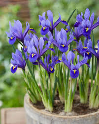 Attēlu rezultāti vaicājumam “Iris reticulata”