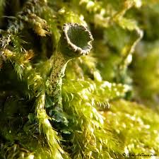 Attēlu rezultāti vaicājumam “Cladonia fimbriata”