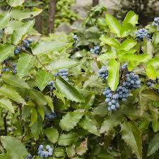 Attēlu rezultāti vaicājumam “Mahonia aquifolium fruit”