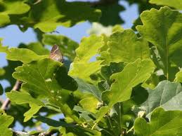 Attēlu rezultāti vaicājumam “Satyrium w-album underside”