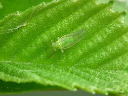 Attēlu rezultāti vaicājumam “Psylla alni”