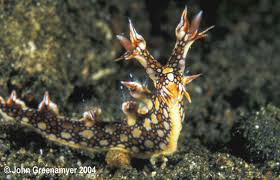 ผลการค้นหารูปภาพสำหรับ Bornella Anguilla