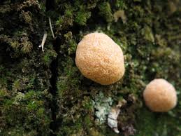 Attēlu rezultāti vaicājumam “Fuligo septica cf. rufa”