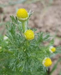 Attēlu rezultāti vaicājumam “Matricaria discoidea flower”