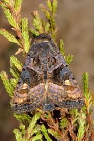 Attēlu rezultāti vaicājumam “Euplexia lucipara”