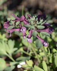 Attēlu rezultāti vaicājumam “Corydalis intermedia flower”
