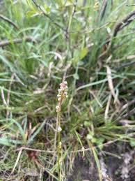 Attēlu rezultāti vaicājumam “Carex lepidocarpa fruit”
