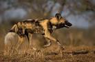Nigel Dennis Wildlife Photography : Animals by Species