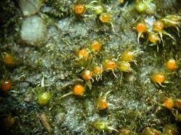 Attēlu rezultāti vaicājumam “Ephemerum serratum sporophyte”