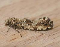 Attēlu rezultāti vaicājumam “Morophaga choragella”