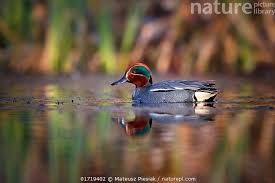 Attēlu rezultāti vaicājumam “Anas crecca male”