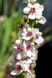 Attēlu rezultāti vaicājumam “Verbascum blattaria flower”