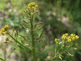 Attēlu rezultāti vaicājumam “Rorippa palustris leaf”