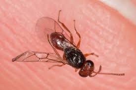 Attēlu rezultāti vaicājumam “Cynipidae”