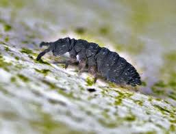 Attēlu rezultāti vaicājumam “Hypogastrura sp.”