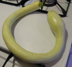 Image result for tromboncino