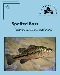 Image result for Micropterus