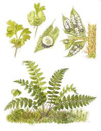 Attēlu rezultāti vaicājumam “Polystichum aculeatum”