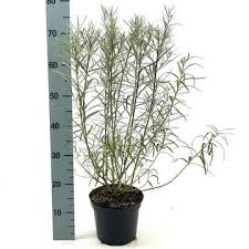 Attēlu rezultāti vaicājumam “Salix repens subsp. rosmarinifolia flower”