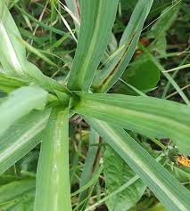 Attēlu rezultāti vaicājumam “Tragopogon heterospermus”