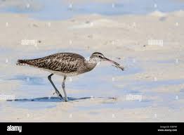 Attēlu rezultāti vaicājumam “Numenius phaeopus adult”