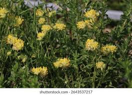 Attēlu rezultāti vaicājumam “Anthyllis maritima leaf”