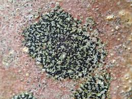 Attēlu rezultāti vaicājumam “Opegrapha atra”