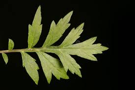 Attēlu rezultāti vaicājumam “Artemisia vulgaris leaf”