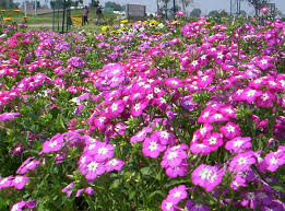 Image result for Phlox drummondii