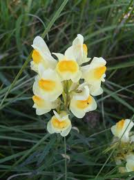 Attēlu rezultāti vaicājumam “Linaria vulgaris bud”