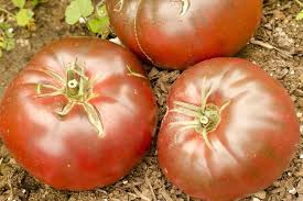 Afbeeldingsresultaat voor cherokee purple tomato