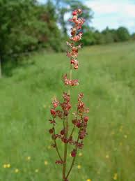 Attēlu rezultāti vaicājumam “Rumex acetosa flower”