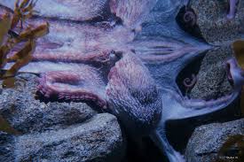 Image result for Enteroctopus dofleini