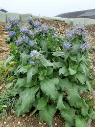 Image result for Borago officinalis