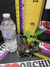 Attēlu rezultāti vaicājumam “Didymium aggregatum”