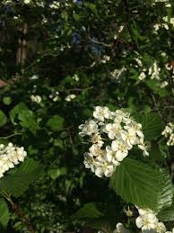Attēlu rezultāti vaicājumam “Crataegus macracantha flower”