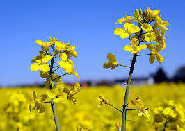 Attēlu rezultāti vaicājumam “Brassica napus flower”