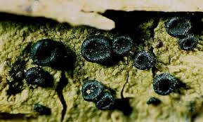 Attēlu rezultāti vaicājumam “Megalaria grossa”