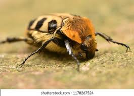 Attēlu rezultāti vaicājumam “Trichius fasciatus imago”