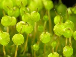 Attēlu rezultāti vaicājumam “Funariales”