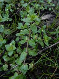 Attēlu rezultāti vaicājumam “Veronica agrestis leaf”