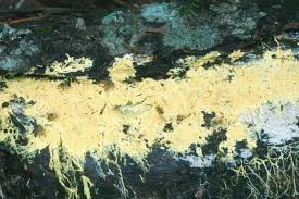 Attēlu rezultāti vaicājumam “Ceriporiopsis aneirina”