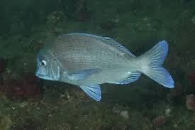 Image result for Pachymetopon grande