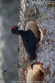 Attēlu rezultāti vaicājumam “Dryocopus martius adult”